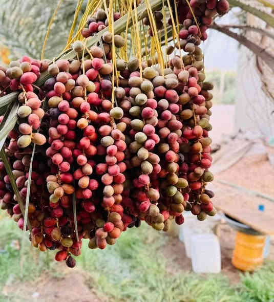 توجد انواع فسائل النخيل وباسعار مناسبة جدا
برحي مكتوم مجهول قرنفلي 

عجوه المدينة طه افندي 

اخت الفحل عوينه ايوب 

ام البلاليز جمال الدين 

ليلوي بلكه مكاوي جوزي قزمي 

شويثي احمر واصفر جبجاب 

بريم بربن ديري كنطار خضراوي 

حمراوي حمره الجبل زاملي ابراهيمي 

مكاني كوت ***********
