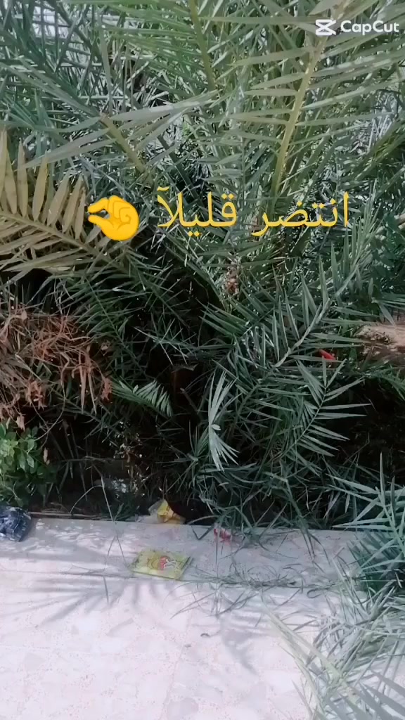 السلام عليكم إخواني الاعزاء مستعدين لتنظيف النخيل ونقل النخيل كافة الأحجام للتواصل معي هذه رقمي *********** بيه وتساب
