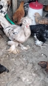 للبيع الزوج ٢٥الف عنوان بغداد حي الجهاد الديوان  07710609492