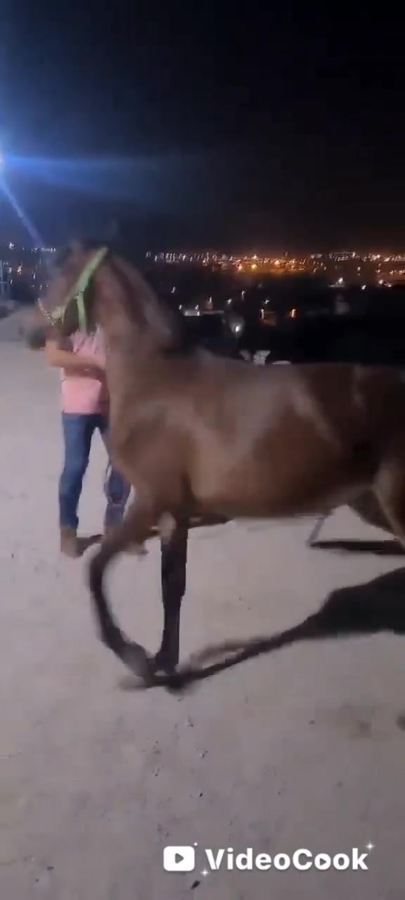 مهره اهوازيه فناص كسر كتاب وشريحه عمر سنه ونص كامله المواصفات وسعر حلو الشراي بي خير ويدلل
***********
***********
مهره اهوازيه فناص كسر كتاب وشريحه عمر سنه ونص كامله المواصفات وسعر حلو الشراي بي خير ويدلل
