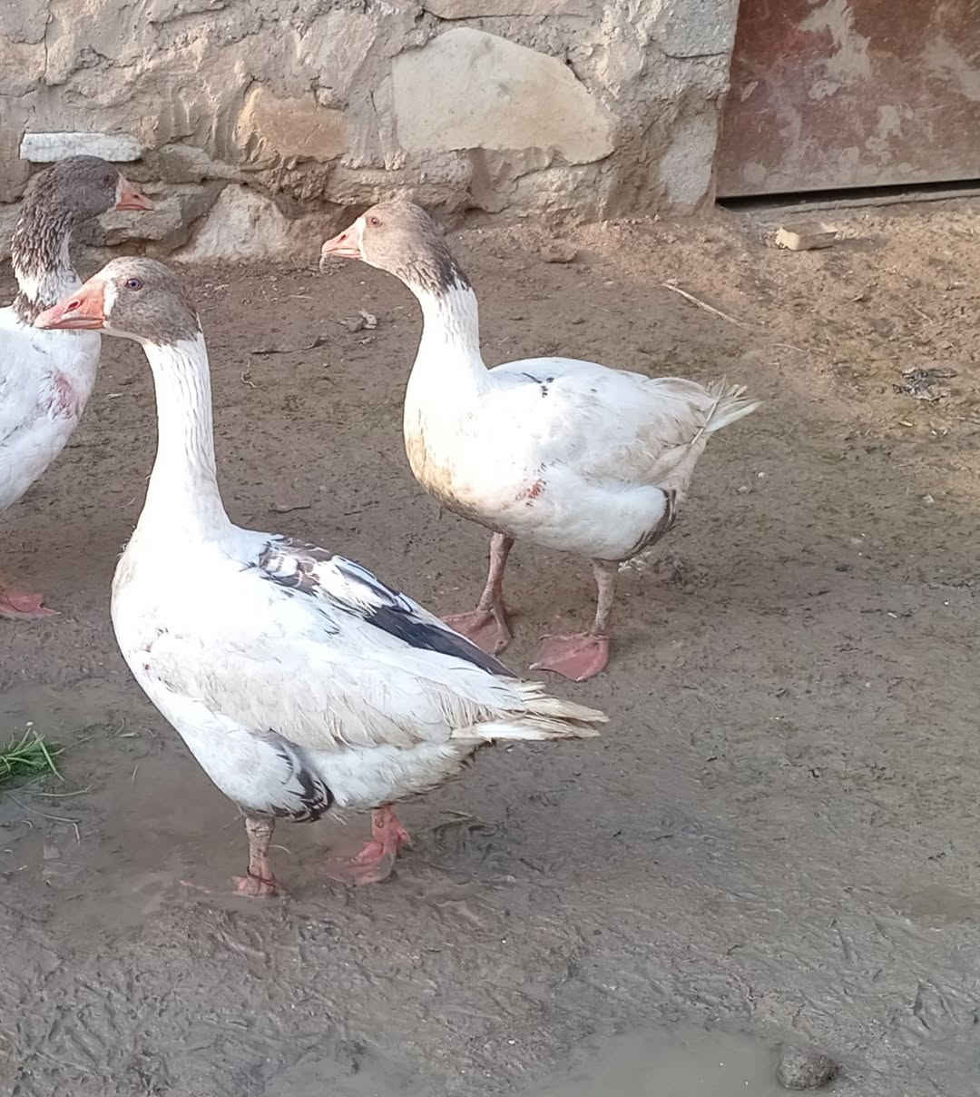 اسلام عليكم 
متاح  قازات للبيع(1 فحل) (وانتايا 3) قازات اسمان انضاف خشنات نصحات يرهم دبح وجنية بيهن فاكا 
مكاني موصل جانب الايمن   
***********
***********
