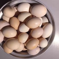 بيض عرب • طبقة