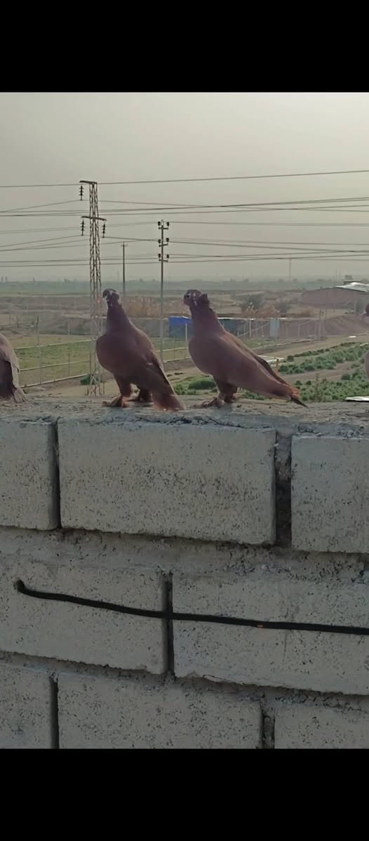 متاح 7زواج حمر للبيع شلع الزوج ب12مكاني العلم قرب الساليلو


**إذا كنت صاحب هذا الإعلان وتريد حذفه لأي سبب، رجاءا أرسل رسالة إلى الدعم الفني**