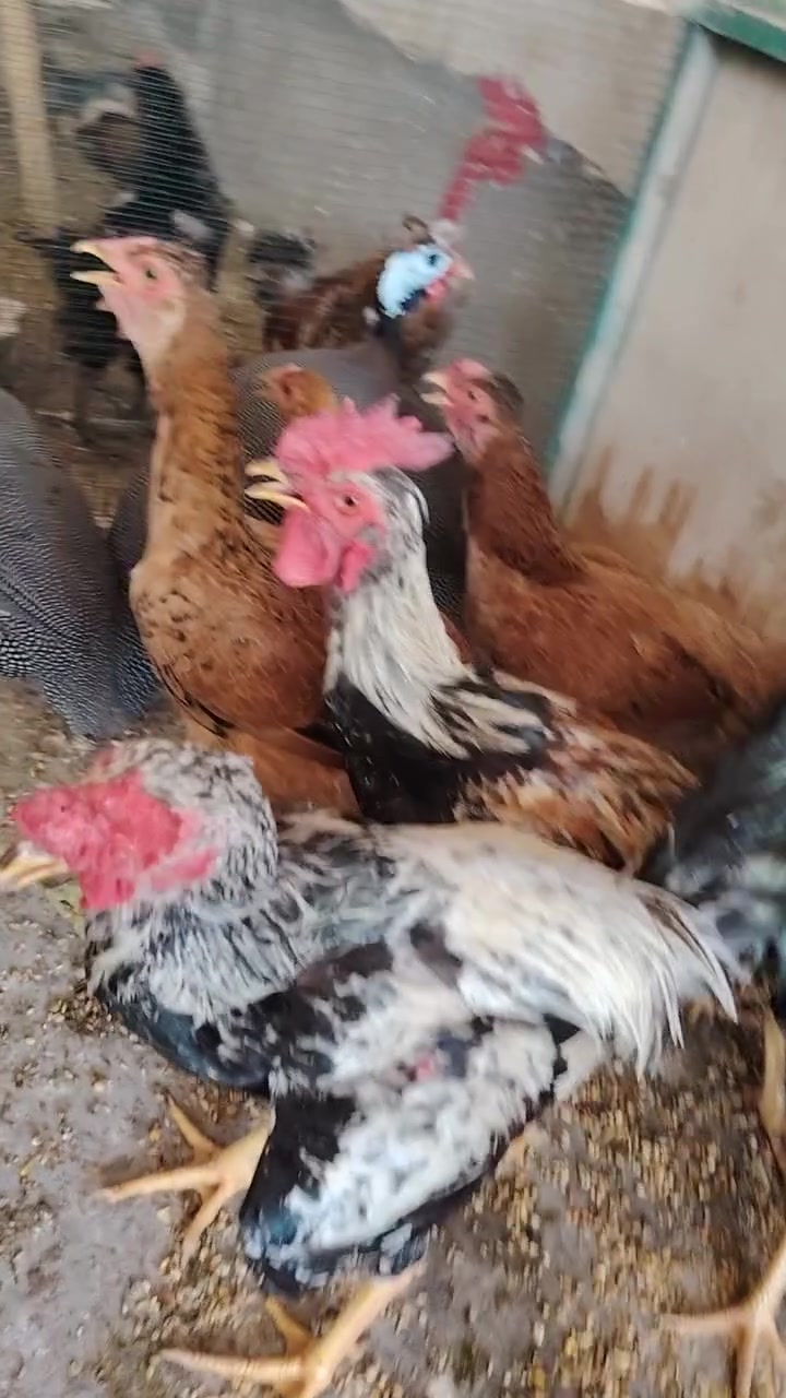 سلام عليكم وصلت وجبه دجاج عرب خشن كلش العرب القديم ٦ دجاجت ٣ ديوجه خشنات بيضات يمي بل محل #مكاني #مقابيل #كراج المحاويل عل شارع العام قرب المركز شرطه المحاويل الي يريد يتفضل للمحل بخدمته


**إذا كنت صاحب هذا الإعلان وتريد حذفه لأي سبب، رجاءا أرسل رسالة إلى الدعم الفني**