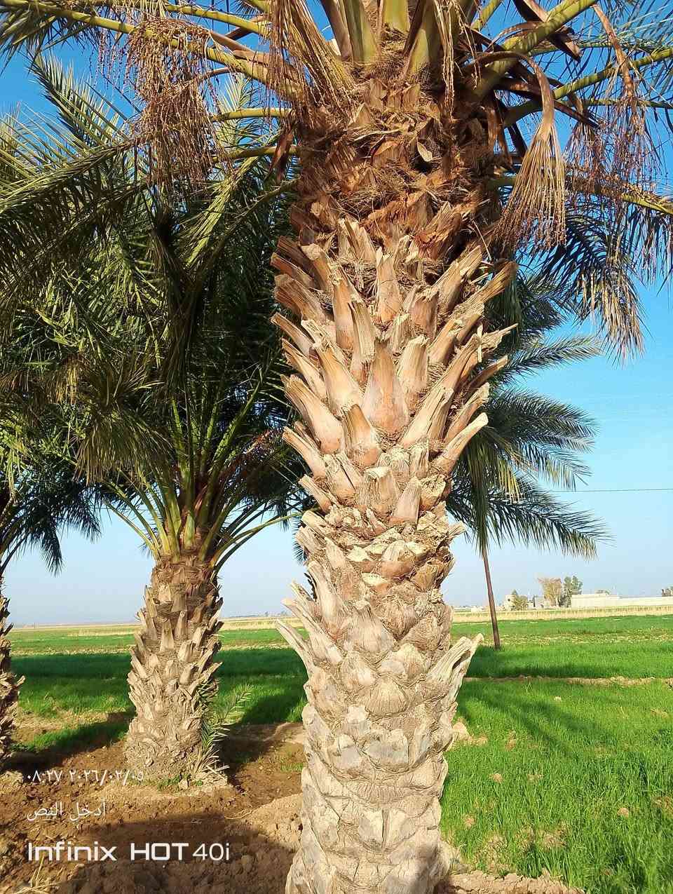 سلام عليكم اخوان اي شخص عنده نخل ويحتاج وتنضيف  وهذه الشغل كدامكم   هذه رقمي ***********ورزق على الله
