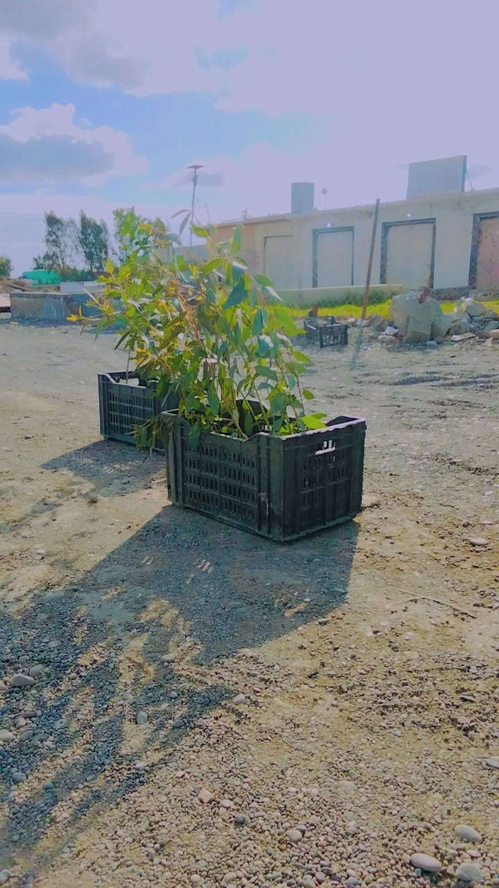 برتقال عراقي 2000 قلم طوز 4ب5000 اخر كمية بسبب غلاء الاسعار ومحدودة جدا شميط مقابيل مدرسة بدر الكبرة ***********
