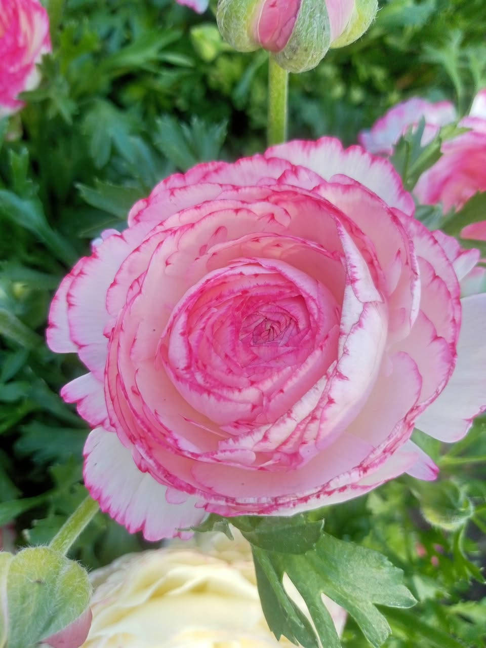 مشتل سناريا سايدين المحاربين وصول وجبة جديدة من نباتات الزينة والأزهار


**إذا كنت صاحب هذا الإعلان وتريد حذفه لأي سبب، رجاءا أرسل رسالة إلى الدعم الفني**