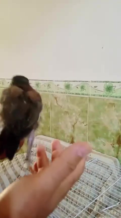 مينات البيع وحده صغير 15الف واحده كبيره 30الف


**إذا كنت صاحب هذا الإعلان وتريد حذفه لأي سبب، رجاءا أرسل رسالة إلى الدعم الفني**