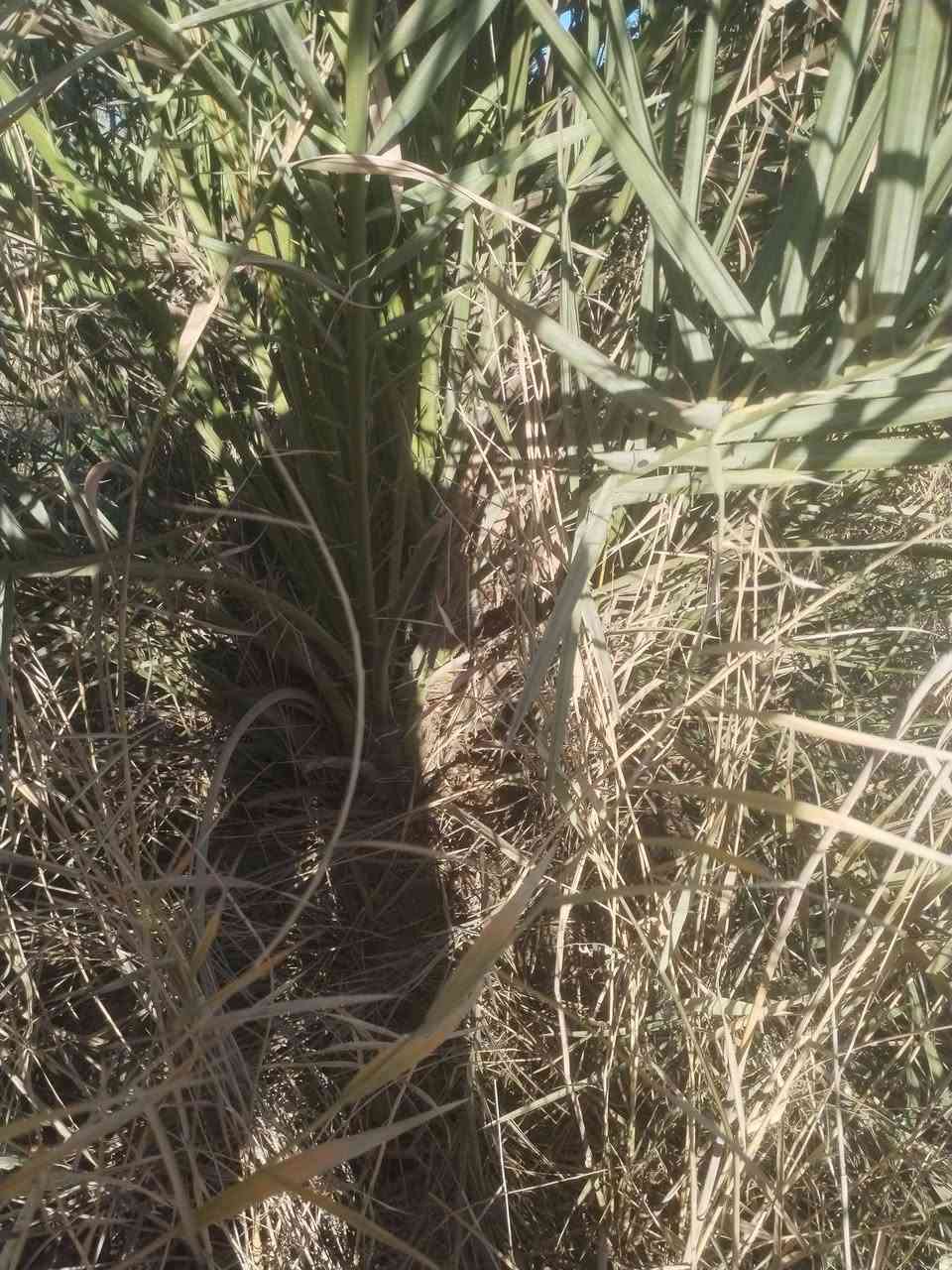 بسم الله الرحمن الرحيم 
توفرت لدينا فسائل نخيل بريم قلع العدد 40
تقلع بيدك من الام سعر الفسيل الواحد45
اذا شلع بيهه مجال 
كذالك يوجد لدينا صكعي مجذر وجاهز احجام من 90الى140
برحي حر مجذر صارله شهرين يجهز على السادس 140
مجهول مجذر وجاهز صارله شهرين يجهز على السادس 140
مجهول قلع، 100
شويثي احمر قلع 45
شويثي احمر مجذر ويجهز بشهر السادس 55
عبد الهادي قلع 90
مكتوم قلع 50
جبجاب كربلاء مجذر صارله شهرين يجهز على السادس 125
مشتل الزهراء في ميسان العماره بستان دور النفط شارع مقبره الصابئه قرب جملونات بيت العنتاكي للدواشك والحصران داخل الفرع الكميه محدوده 
***********
***********
