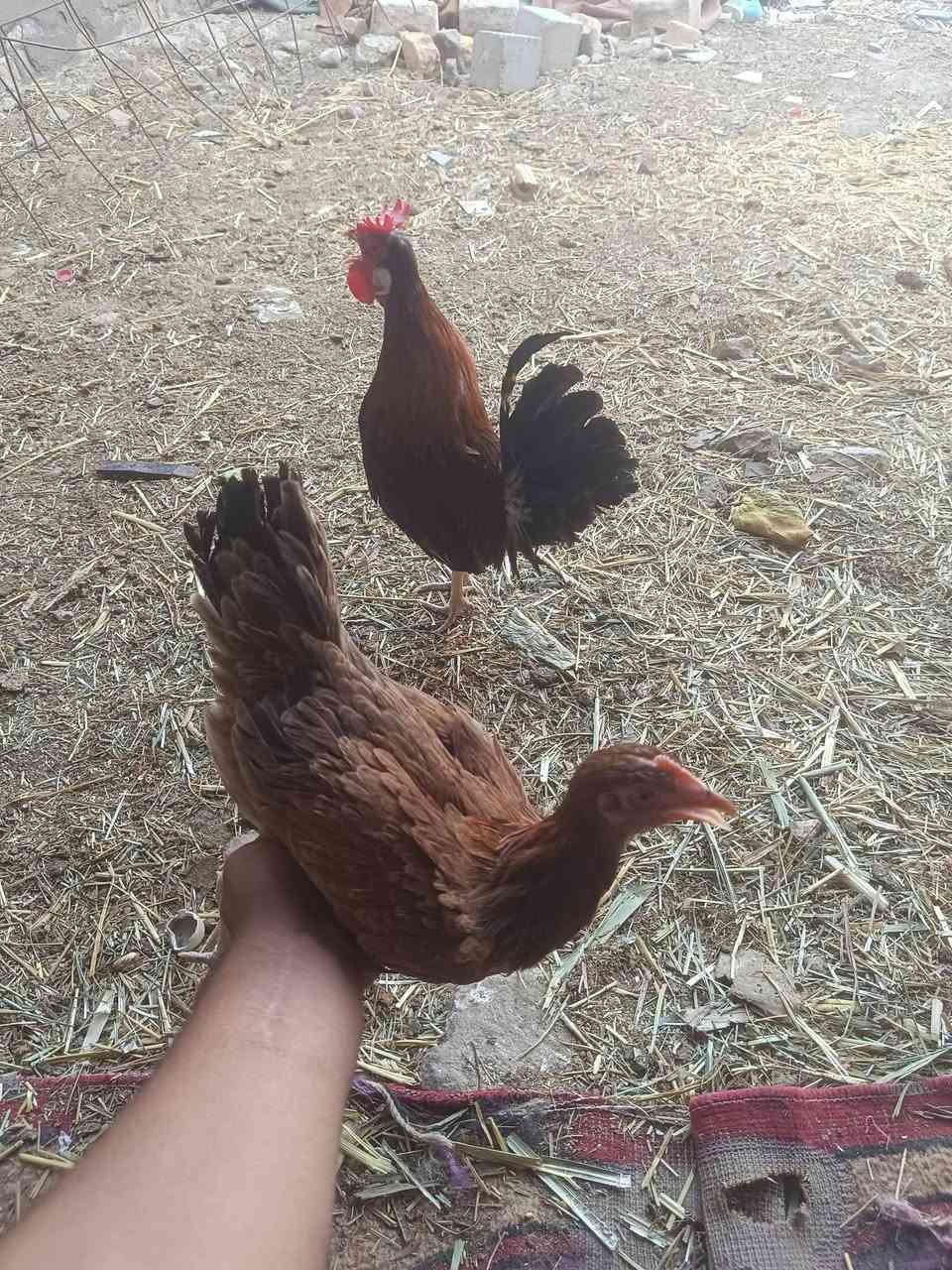 متاح ديج ودجاجه كويتي شراي يجي خاص


**إذا كنت صاحب هذا الإعلان وتريد حذفه لأي سبب، رجاءا أرسل رسالة إلى الدعم الفني**