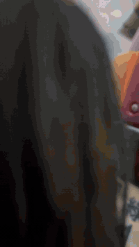 دراجه بطه • معدلة • معرض موجود