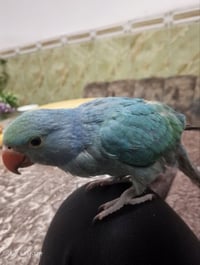 ببغاء