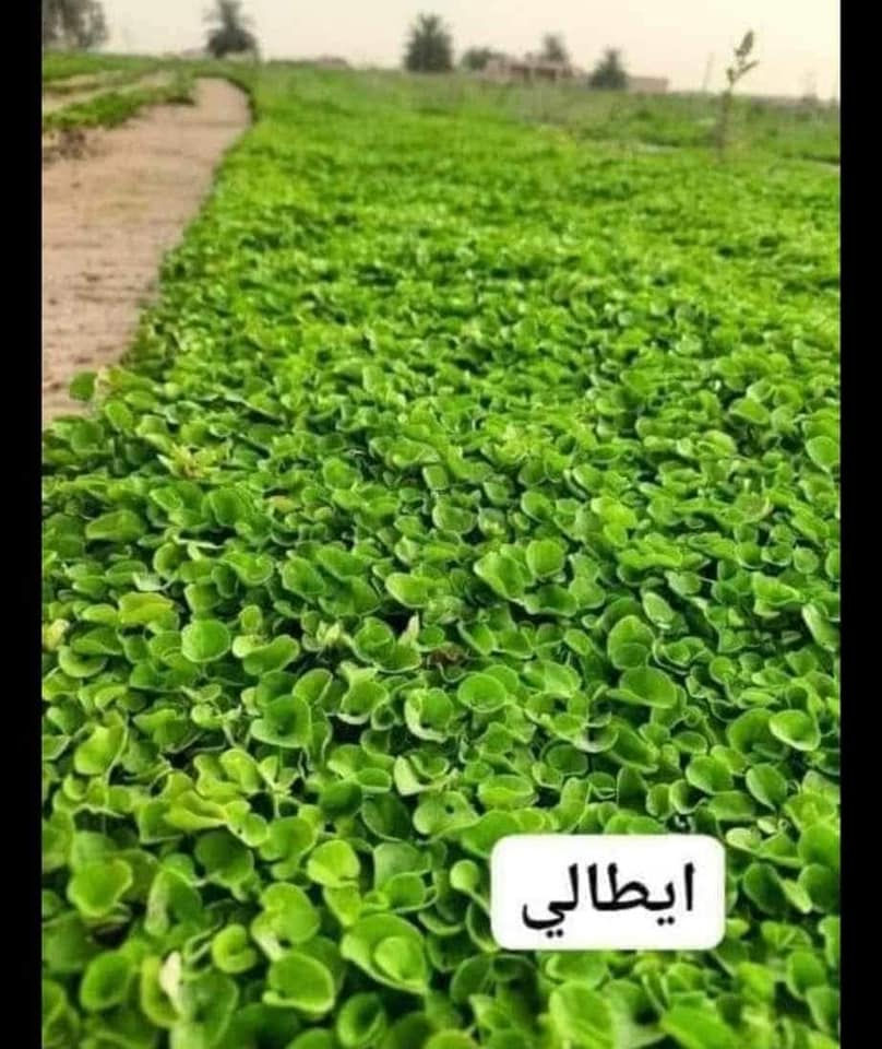 الحمد لله


**إذا كنت صاحب هذا الإعلان وتريد حذفه لأي سبب، رجاءا أرسل رسالة إلى الدعم الفني**