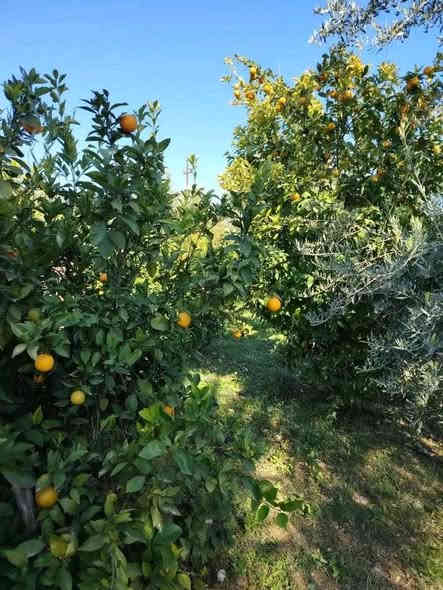 موزعه للبيع مساحه ٥ دونم طابو السند ٢٥ شرط تحويل وعلى شارع رئيسي في كركوك ليلان قبل جامع محمدي قريبه من خدمات وبيوت سكنيه بيها بيت للحارس والأشجار مثمره متنوعه من تين وزيتون ومشمش وحمضيات ويطلع بيها وارد سنوي وبيها بئر ماء عدد ٢ للمزيد من المعلومات اتصال على رقم مبايل *********** أو زياره مكتب في كركوك حي عسكري مقابل بنزين خانه جهان
