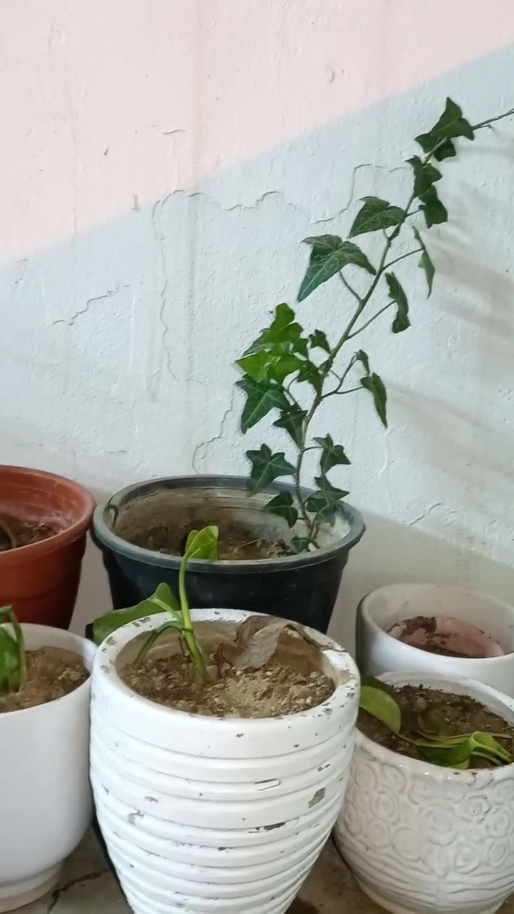 ئە و گوڵانە بە یە کە وە بۆفرۆشتن باش و خراپ و جوان و ناشیرینی تیدایە ئاسنە کە ش لە گە ڵی بە رادان درایە دومە ترە زۆر تۆکمە یە هه رکە س بە راستی مشتەریە دە توانی بئ لە نزیکە وە ببینئ گوڵ و مە رکانە کان زۆرن لە هه ولیر


**إذا كنت صاحب هذا الإعلان وتريد حذفه لأي سبب، رجاءا أرسل رسالة إلى الدعم الفني**