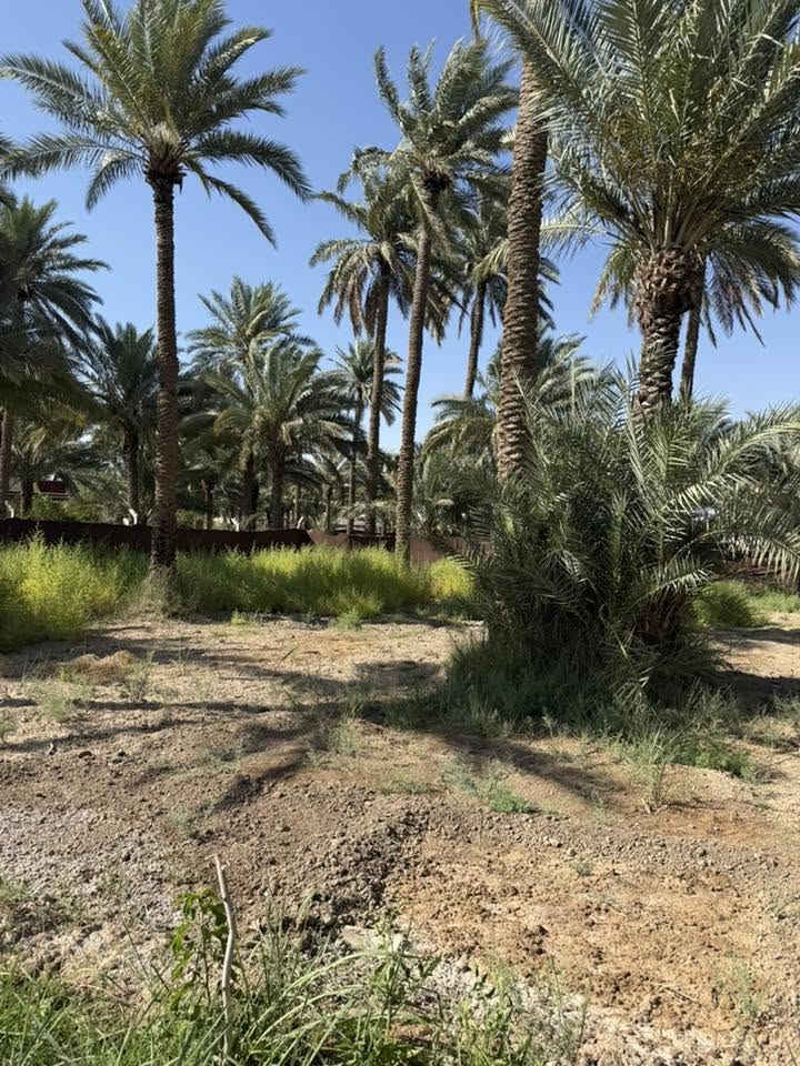 متوفر دونم واحد 1 طابو زراعي سند 25 بسم شخص واحد  /حله الوردية منطقه البونافع
ماء سقي 
ماء اساله 
ماء بير 
يحتوي على عدد من النخيل 
ومسيج بي ارسي
كافة الخدمات متوفرة. 
يبعد عن الشارع 400م
للاستفسار ‭0783 863 5978‬
