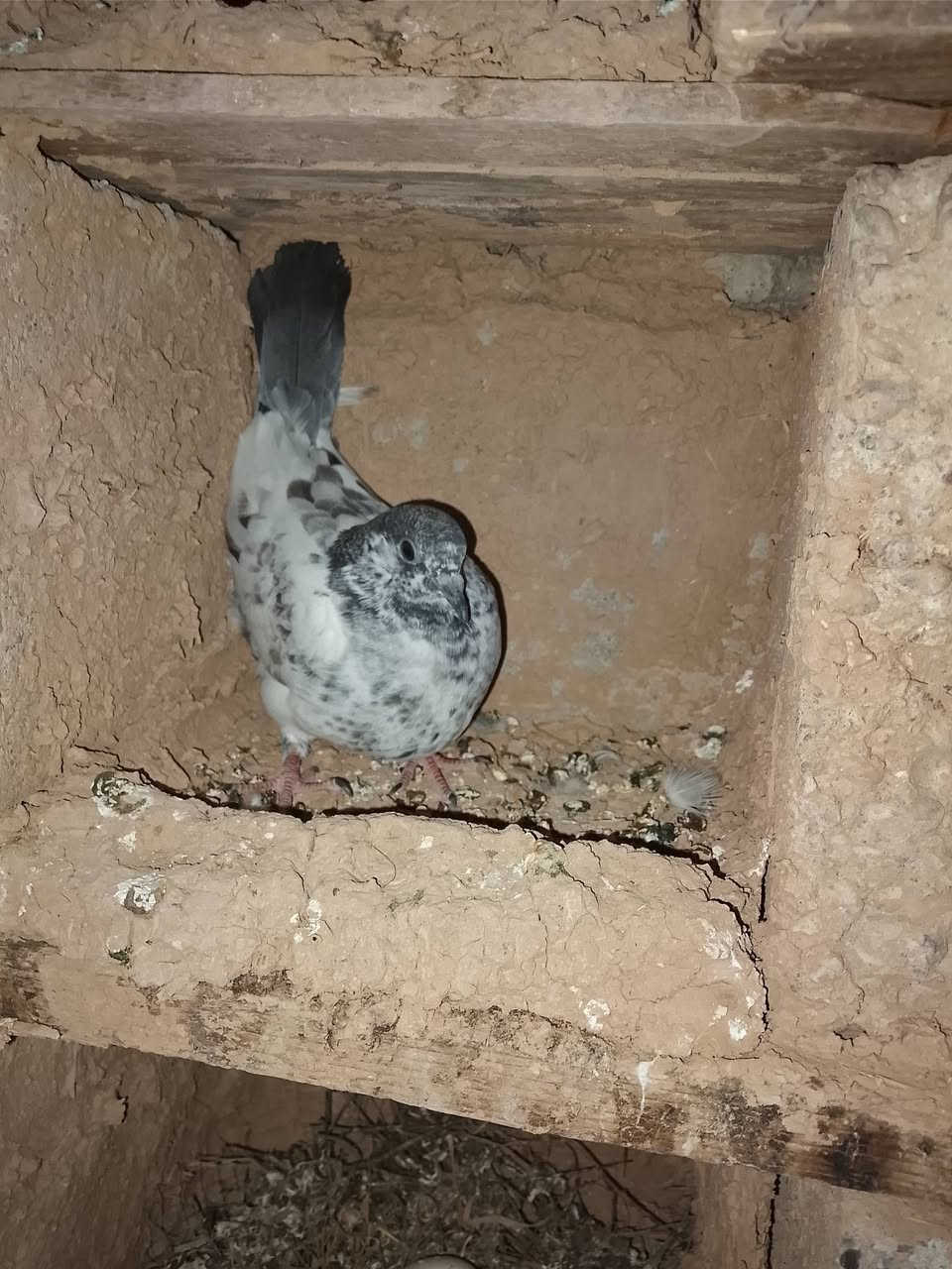 متاح حمام البيع أو مراوس شعندك نزل السعر خاص


**إذا كنت صاحب هذا الإعلان وتريد حذفه لأي سبب، رجاءا أرسل رسالة إلى الدعم الفني**