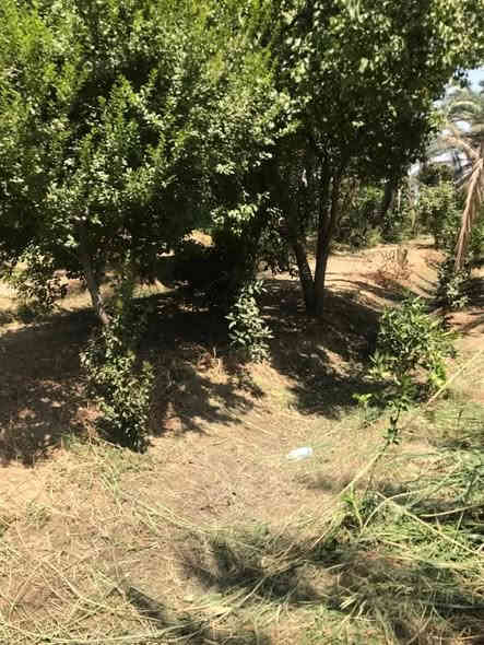للبيع مزرعه 2دونم ملك صرف يحتوي على بيت 🏡دار استراحه الواجهه 80 النزال 62نخيل الوان🌴🌴 +اشجار مثمرة🌳🌳🌲 ماء سقي من بحيرة شط  + كهرباء+ سحب مولده 
بغداد الراشدية قرب البحيرة ***********
السعر خاص
