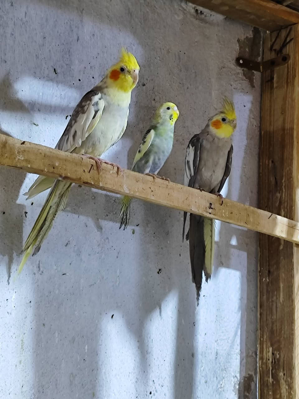 السلام عليكم كوكتيل العدد 4 افحله سعر التك 25 الف شرط التلقيح و الانتاج عراقي 
واتساب 
***********
