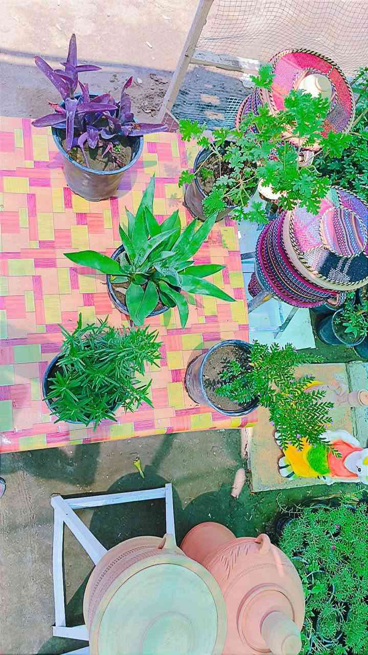 يالله 🌺رجعنه وياكم بقوه العروض 🌺مع مشتل كاردينيا 🌺عروظنا لهاذه اليوم خمس سنادين 🌺تجيكم المكحله البنفسجي 🌺الروز ماري 🌺عطر الجاي 🌺البوكيا العراقي 🌺ولياس البنفسجي او ابيض 🌺السعر 10الاف فقط 🌺توصيل داخل المسيب مجاني 🌺للحجز ولستفسار مراسلت الصفحه


**إذا كنت صاحب هذا الإعلان وتريد حذفه لأي سبب، رجاءا أرسل رسالة إلى الدعم الفني**