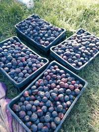 السنيه • بستان • ١٠٠٠ دونم