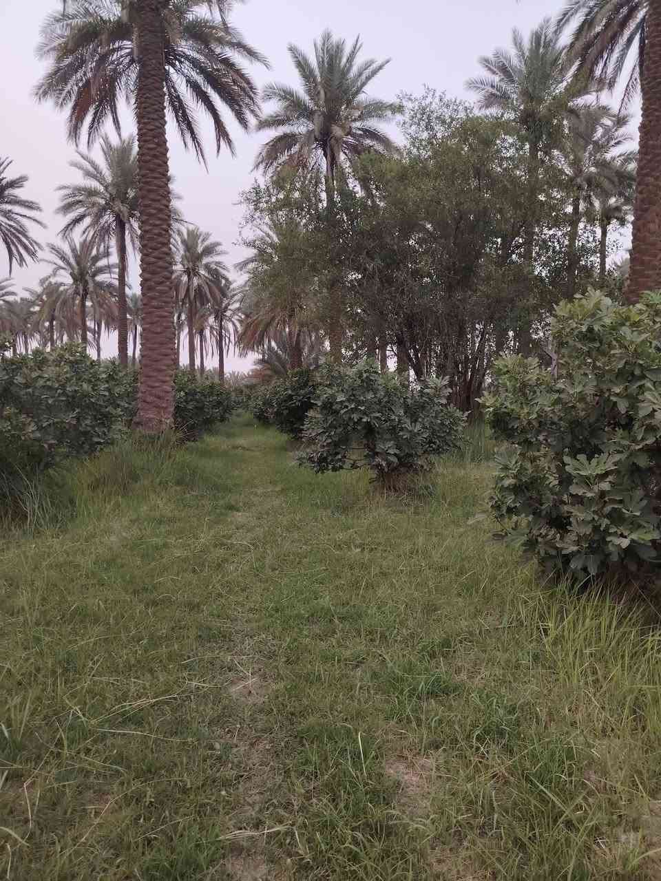 مزرعه للبيع
مساحة مزرعة
2750متر
النزال 115
والعرض 24
المزرعة باب وقفل مسيجه
بيهه بريمه وماطور غطاس 
وماء اساله قريب
وكهرباء
وشارع 7متر
العنوان  جامعة بابل منطقه كوام ابراهيم الخليل عليه السلام 
الاستفسار واتصال على الأرقام التالية *********** اسيا
*********** فاتوره
