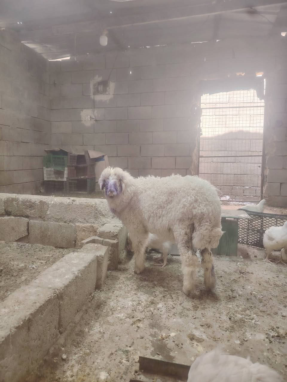 فطيمه للبيع المكان تكريت الديوم المحل مالتي مقابيل سوق الجمعه القديم هذا رقمي ***********

