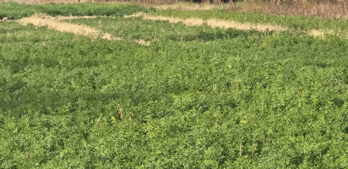 🔹 قطعة أرض للبيع – موقع مميز 🔹
📍 الموقع: الصياحية – قرب كوين بارك
📐 المساحة الكلية: 2 دونم
🏠 تحتوي على دار
🔸 إمكانية البيع:
بيع دونم واحد فقط
أو بيع دونم مع الدار
أو بيع كامل المساحة (2 دونم)
📄 سند 25 زراعي
✅ متوفر كافة الخدمات
🛣️ موقع جميل وقريب من الشارع
📞 للاستفسار مراسلة الصفحة أو الاتصال على الرقم:
***********
