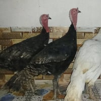 علو • ٣ فحل • موصل جانب ايمن