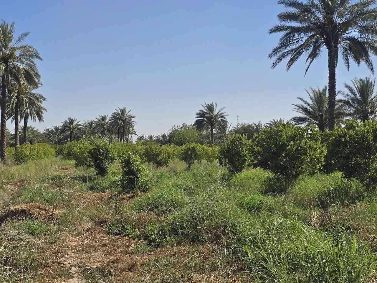 سلام عليكم گاع 5 دونم ملك صرف نزال 250،عرض 50 متر التاجي شيخ حمد. مي شط بيها و3 ابيار مي كاع حلو. كهرباء يم الباب امسيجه. بيه بيتين بيت كامل والثاني هيكل طابقين بصف الشارع العام مثل ما موضح بالصوره مال اوفلاين ترهم اتصير مزرعه بكيف الياخذه. للبيع *********** اتصال او واتساب
