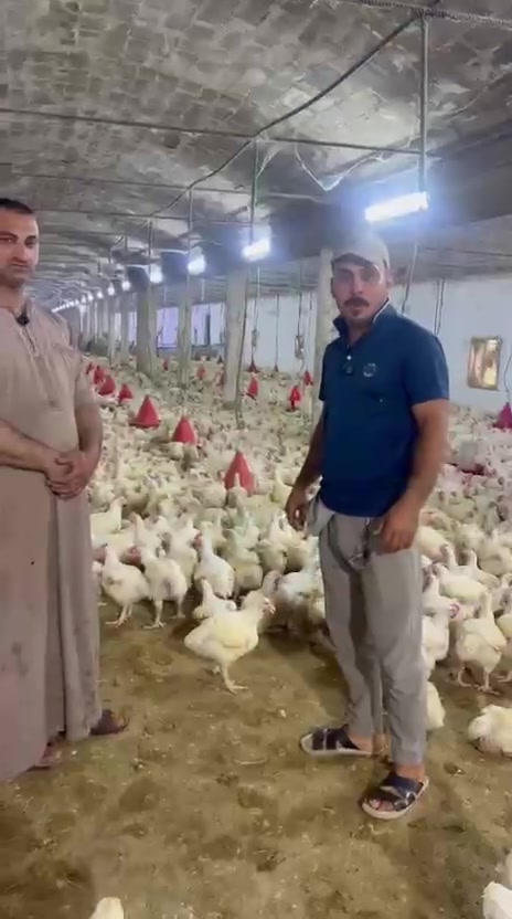 السلام عليكم
دجاج ذبح عراقي ١٠٠%
دجاج حي سعر الكيلو 3500مع الصمط والتنضيف
للطلب والاتصال على الارقام  ***********) (***********
العنوان ديالى هبهب قرب مدخل حي العطار ع شارع العام
تابعو الصفحه لتشاهدو كل ماهو جديد 👇

علوة دجاج واسماك حسين الكروي

