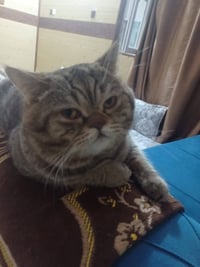 ئه م بشيله به ژ ربوه ئه و که سه ک بينيوە ته لفون بۆ ژمارە بکه  0787296...