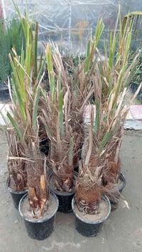 #ياعلي تم وصول فسائل الطبرزل الحلاوي سندانه مجذر وجاهز للزراعه بس ب ١٠...