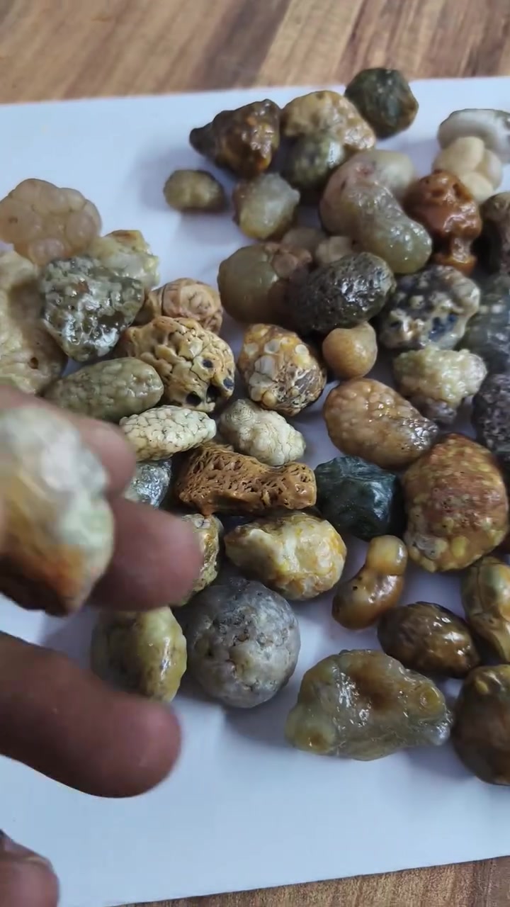 السلام عليكم زوعات حية كله نطفي للبيع شلع الي عله باب الله ايخابرني للتواصل ***********
