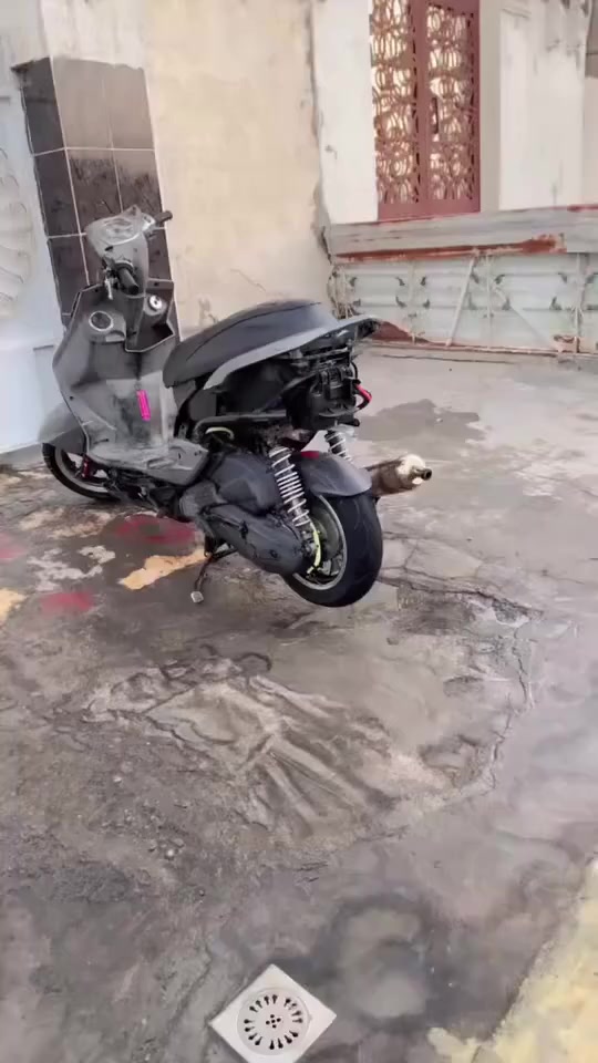 سلام عليكم دراجه سكنس فحل رياضيه منطول الطول مكينه بلاد رايد مراوس او بيع 600وبيه مجال مكان بغداد حي جهاد ***********
