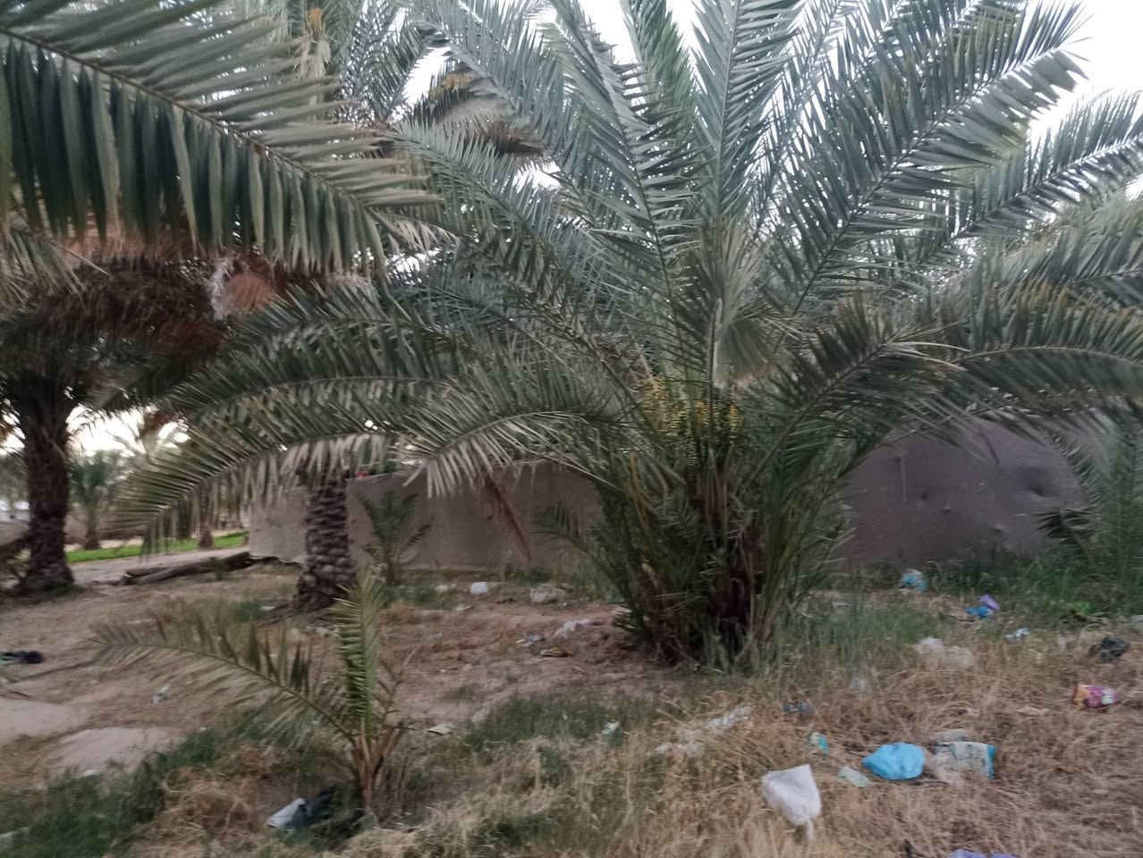 قطعة زراعية للبيع 600 متر طابو زراعي بحي ميسان قرب سكلة الكرعاوي بشارع الزوار قرب أسواق الميالي بيها نخل حمال مع جميع الخدمات منطقة سكنية متكاملة 
للاستفسار ***********
