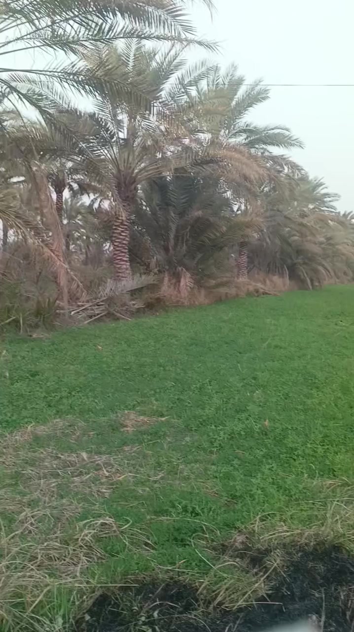 سلام عليكم بستان 27دونم طابو زراعي سند 25 علا طابو الكاضميه كلش حلوه احلا من الصور ماء 💧سأله +سقي كهرباء ماا تطفي تبعد عن بوابه  الكاضميه 25دقيقه الاتصال علا رقم ***********
