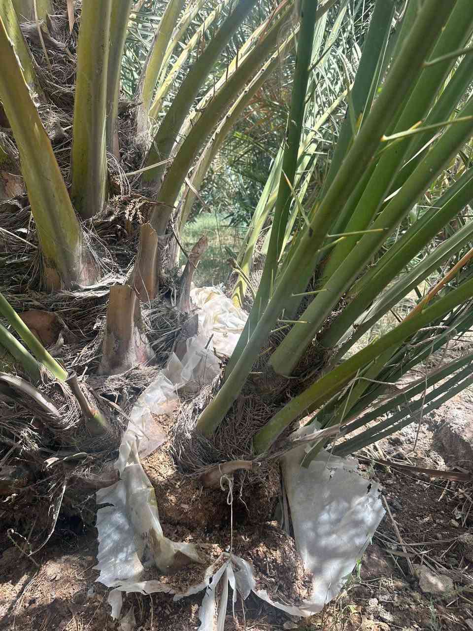 السلام وعليكم يتوفر لدينا فسائل برحي العنوان البصره ابو لخصيب ***********

