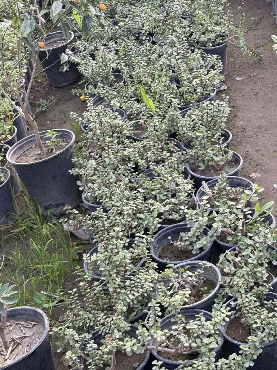 السلام عليكم
يتوفر جميع أنواع النباتات 
وجميع الورود 🌹
***********
