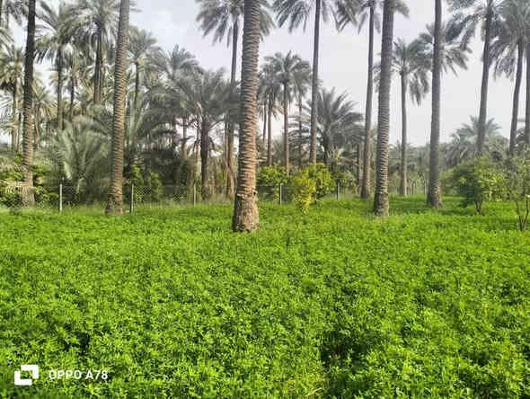 السلام عليكم
نص دونم للبيع طابو سند (25) مسيج بالكامل ومعزول PRC ويتحول باسم المشتري بالطابو شرط

مساحة بالسند (1306) متر 
مربع (الواجهة 25 ونزال 50)

بيه تقريبا 22 نخلة وحمضيات واشجار

الموقع:
 الصويرة يبعد عن جسر الصويرة تقريبا 2 كيلو وقريب جدا على النهر كهرباء قريبة علي والمي مشترك مع باقي المزارع وبي حاليا فلاح لازم البستان كله ومداري والصور توضح كلشي

سعر البستان (((75))) مليون وبي مجال 

اي اسالة او استفسار على الرقم ***********
او 
***********
