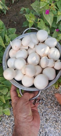 تعلن منظمة المزرعة للتطوير الزراعي عن تنفيذ دورة تدريبية عملية  شاملة ...