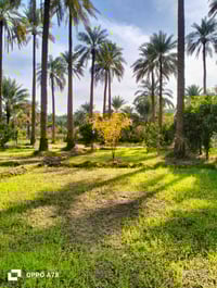 الصويرة • ١٣٠٦م • طابو سند