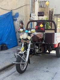 ستوته 20 فحل عالي شاخوان للبيع اوراق بليته كامل شرط الترقيم الستوته كل...