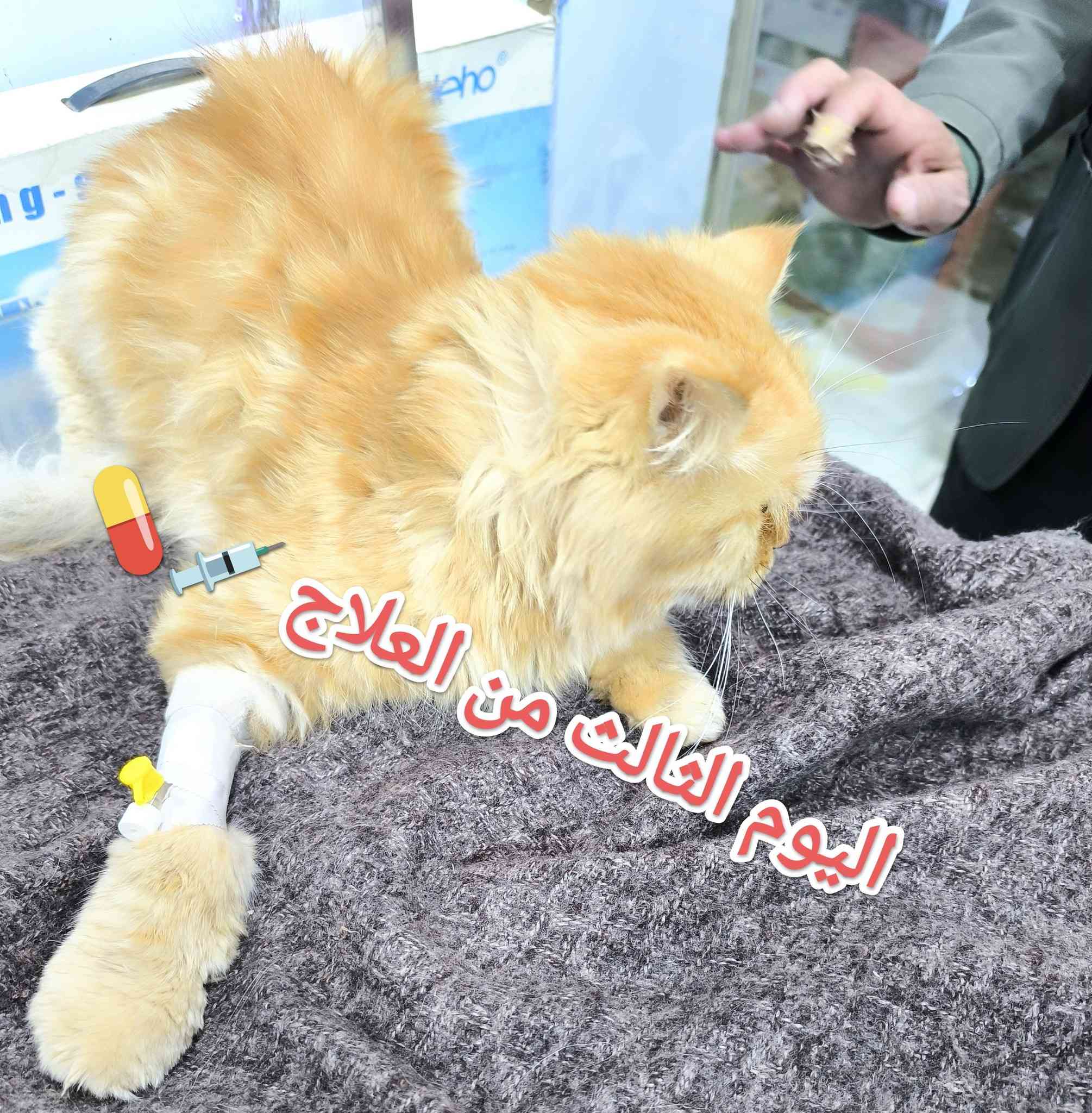 #قبل أيام كان في ضيافتنا قط جميل ولعوب #لأحد اخواتنا 🌺 
#يعاني من  
#خمول عام 😞 
#ارتفاع بدرجة حرارة الجسم 🌡️ 
#صعوبة التنفس 😣
#فقدان الشهية 🤢 
#عدم القدره على الحركة 🥺
#بعد الفحص والتشخيص 🧑‍⚕️ 🩺 
#لوحظ اصابة القط....#بالتهاب رئوي حاد... مع ملاحظة وجود #سوائل في الرئه ...#نيمونيا...نتيجة لتعرضه لتيارات هواء بارده جدا ....مما أدى إلى #فقدان شبه تام للوعي ...نتيجة انخفاض مستوى الأوكسجين في الدم....
تم وعلى الفور إعطاء المحاليل الوردية اللازمة....مع كورس كامل من العلاج 💉  💊 والمتابعة المستمرة مع المربي ... وبعد مرور عدة أيام والحمد لله تم اكتساب الشفاء التام 😍 🧑‍⚕️ 💯 
العيادة البيطرية City cat clinic 
#حله -جمعيه الشارع الخدمي قرب قنطره اليهوديه مقابل البشير للتمور العالمية من جهة الشارع الخدمي 
#للحجز والاستفسار يرجى مراسله الصفحه او الاتصال على الرقم ***********
#تتوفر خدمه توصيل لجميع المحافظات 🛵 
@
