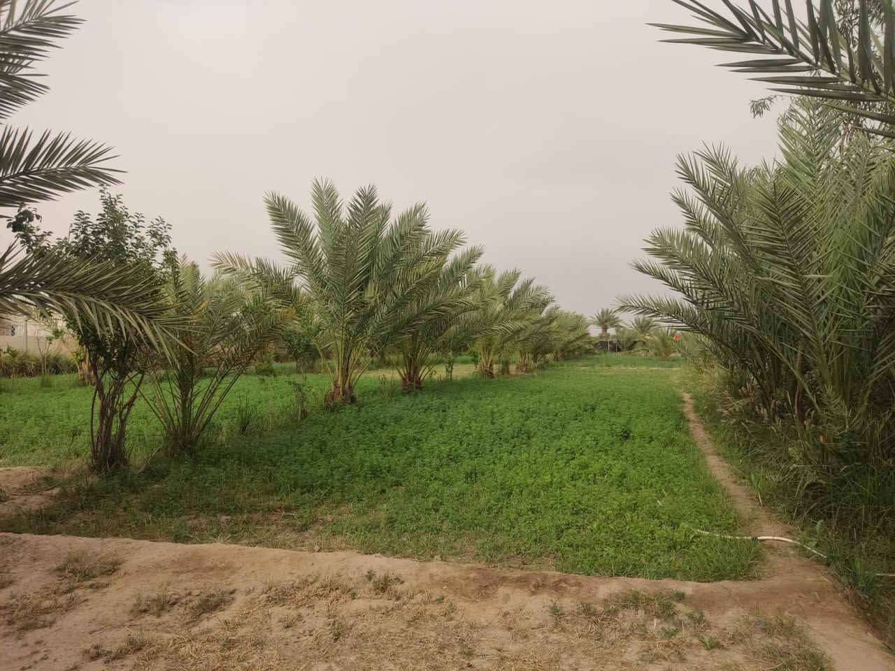 #مزرعة_مع_دار طابقين للبيع 🌴🏡 📐 المساحة: دونم ونصف 
📍 الموقع: الديوانية – طريق الدغارة – نزلة النبي شعيب
يبعد عن الشارع الرئيسي حوالي 600 متر
الطريق تبليط لحد الموقع

🏠 مساحة البناء: 200 متر 
▪️السند:-زراعي 25 مداور مباشر 
📏 أساس البيت: 60 × 40

🔹 تفاصيل الدار:

* طابقين كونكريت
* استقبال كبير 10×5 متر
* 6 غرف نوم
* مطبخ عدد 2
* مطبخ فوق حار وبارد
* مطبخ جوه حار وبارد
* مجمع صحي خارج البيت
* داخل الصالة حمامين + تواليت عدد 2

🌴 المزرعة تحتوي على:

* حوالي 200 نخلة
* أشجار فواكه متنوعة:
    * رمان
    * تين
    * زيتون
    * تفاح
    * عرموط

💧 ماء إسالة متوفر
⚡ الكهرباء متوفرة
✅ كلشي جاهز للسكن والزراعة
🔨 توجد بعض النواقص بالبناء والبيت غير مكمل بالكامل 

للأستفسار الاتصال على الرقم ***********

