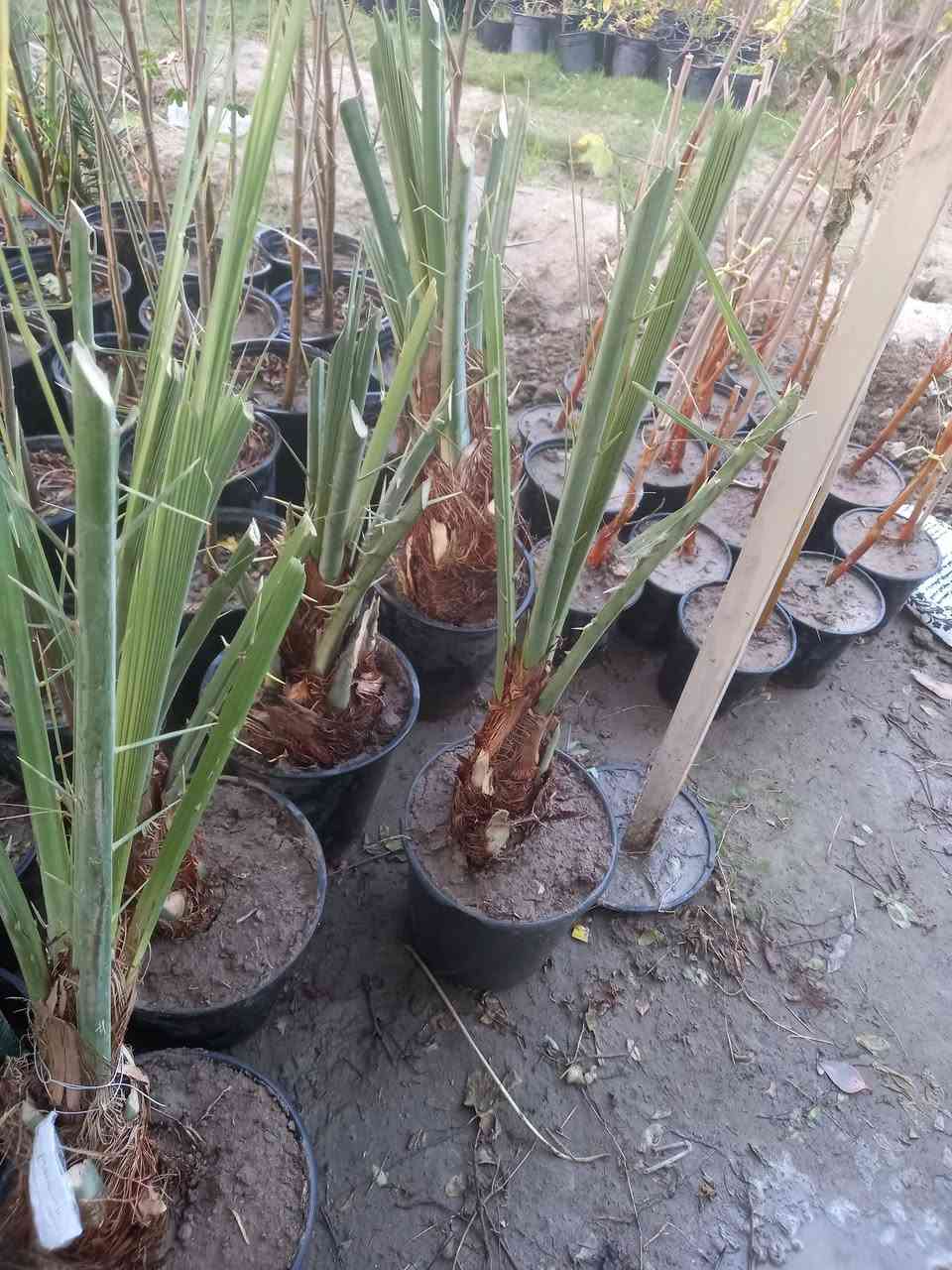 سلام عليكم 
متوفر في مشتل ابو وليد


**إذا كنت صاحب هذا الإعلان وتريد حذفه لأي سبب، رجاءا أرسل رسالة إلى الدعم الفني**