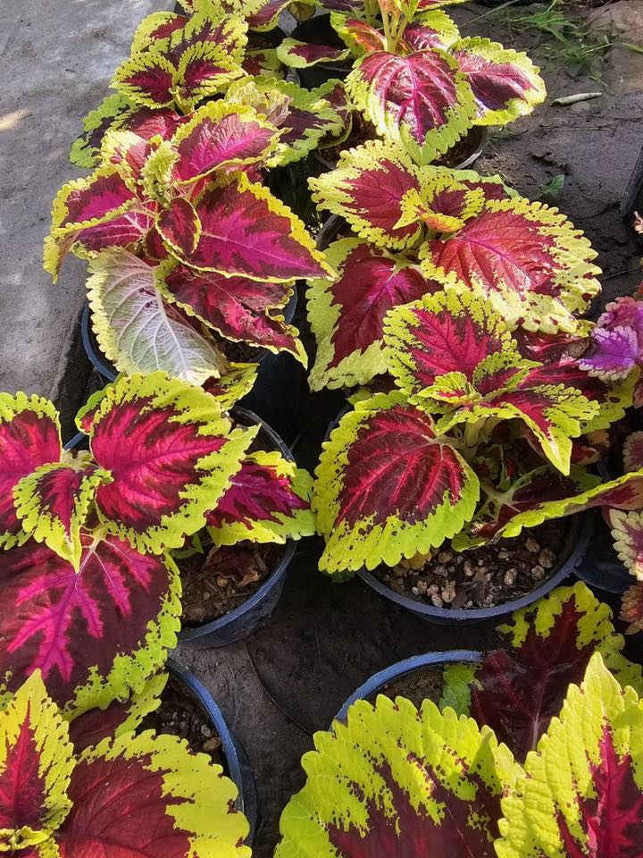 السلام عليكم وصول وجبة جديده من الاشجار المثمره واشجار الزينة والورد بأنواعه والثيل   مشتل الزهرة البيضاء مجاور مطعم حكايه وماركة الغانم 
***********
