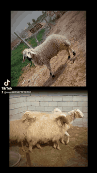 افلام الصلاه على محمد وال محمد متاح حلال للبيع العدد 7 حلال درجه اولى فحل وياهن فحلهن فحل درجه اولى الشرط شرط احنا وين الجنايه يابا حلال كله ماخذ الفحل عشر مكانه بغداد المشاهده قرب التاجي سعر الزوج 525 قفل بدون عمله سعر الفحل 550 قفل.
‏‪***********‬‏/////‏‪***********
