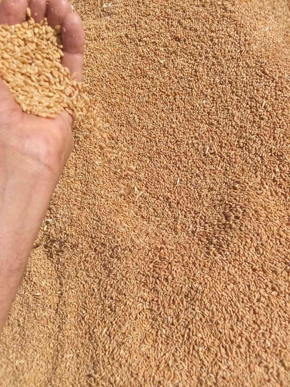حنطة اقچة بنت بنت الجيس نظافة فول حبة متروسة كمية محدودة للطلب والاستفسار الاتصال بنا،،،***********
