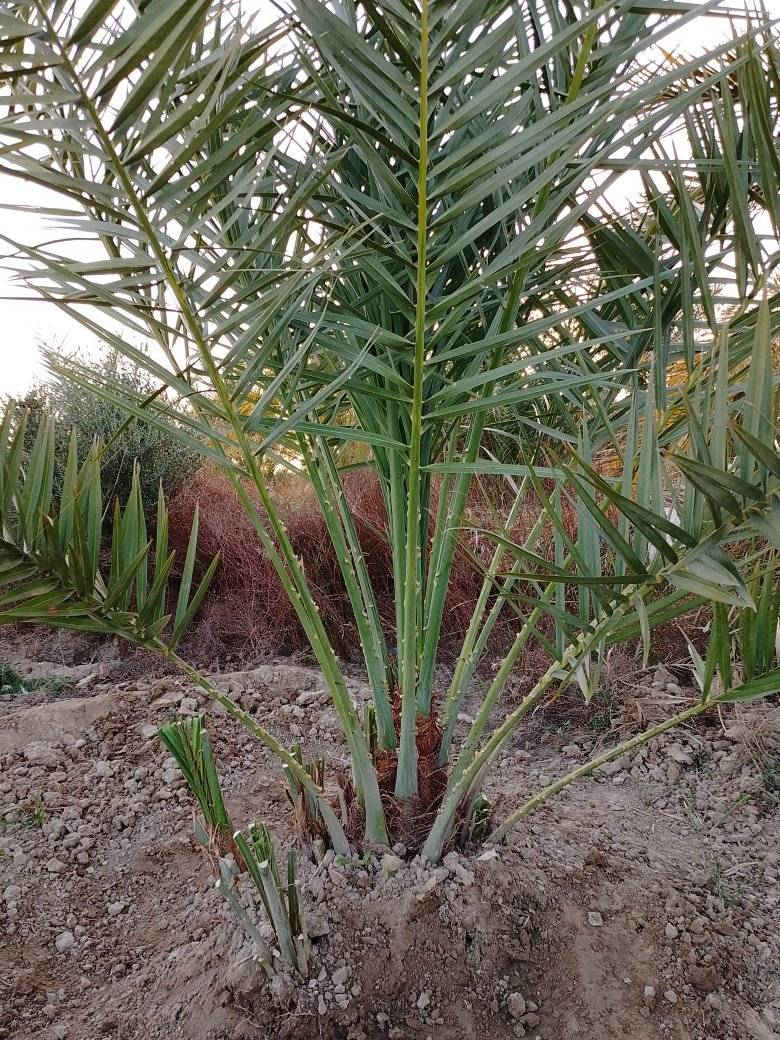 للبيع اشجار نخيل بروحي و مجهول وقرنفلي ومرحاج وبيارم ايراني وصنف روبي للشراء يرجى الاتصال *********** 
خانقين
